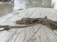 Varanus salvator celebensis