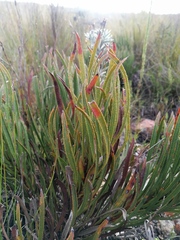 Protea denticulata
