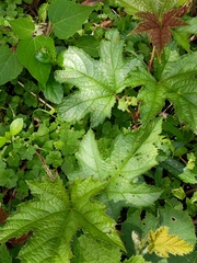 Rubus reflexus hui