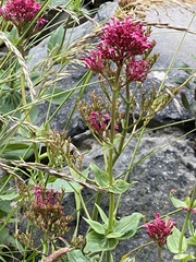 Centranthus ruber
