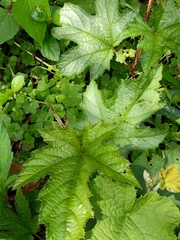 Rubus reflexus hui