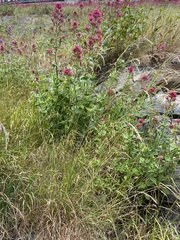 Centranthus ruber