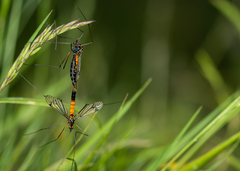 Nephrotoma semiflava