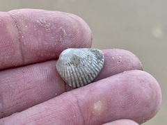 Lunarca ovalis