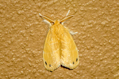 Artaxa digramma