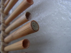 Euodynerus nipanicus nipanicus