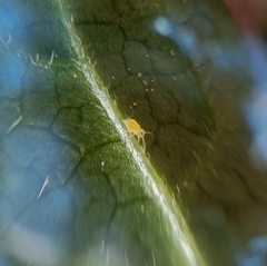 Deuterosminthurus pallipes