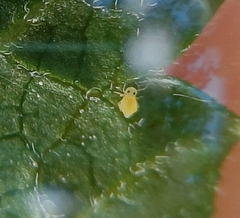 Deuterosminthurus pallipes