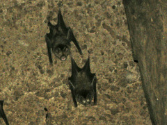 Hipposideros