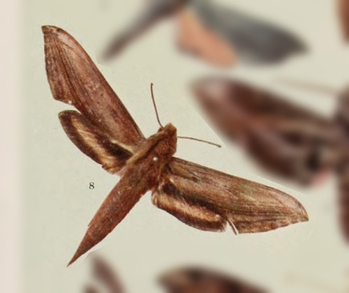 Xylophanes aglaor