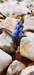 Hyacinthella dalmatica