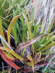 Protea denticulata