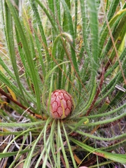 Protea denticulata