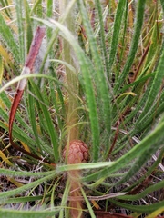 Protea denticulata