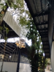 Gasteracantha cancriformis