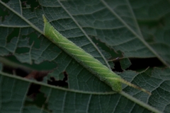 Marumba dyras
