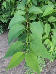 Angiospermae