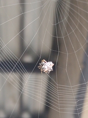 Gasteracantha cancriformis
