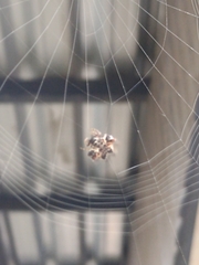 Gasteracantha cancriformis