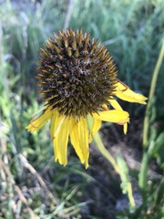 Echinacea paradoxa paradoxa