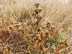 Malvastrum interruptum