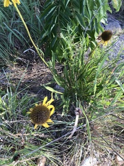 Echinacea paradoxa paradoxa