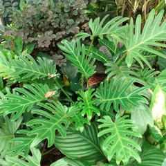 Thaumatophyllum xanadu