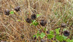 Pseudabutilon virgatum