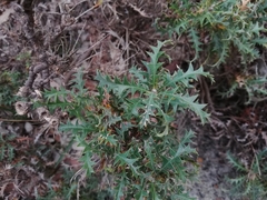Banksia armata armata