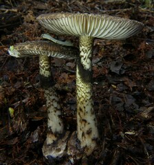 Amanita nigrescens