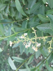 Ligustrum
