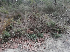 Banksia armata armata