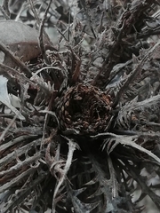 Banksia armata armata