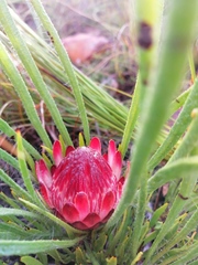 Protea denticulata