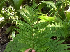 Pteris tripartita