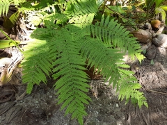 Pteris tripartita image