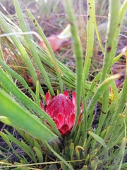 Protea denticulata