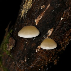 Conchomyces bursiformis
