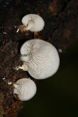 Conchomyces bursiformis