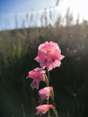 Gladiolus guthriei