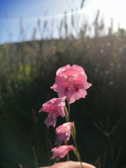 Gladiolus guthriei