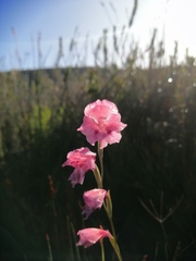 Gladiolus guthriei