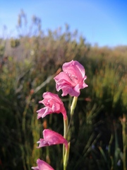 Gladiolus guthriei