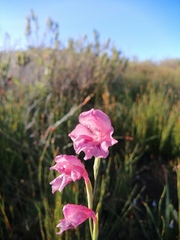 Gladiolus guthriei