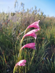 Gladiolus guthriei