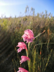 Gladiolus guthriei