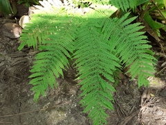 Pteris tripartita