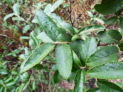 Moquiniastrum argentinum