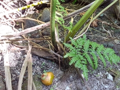 Pteris tripartita