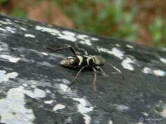 Perissus indistinctus